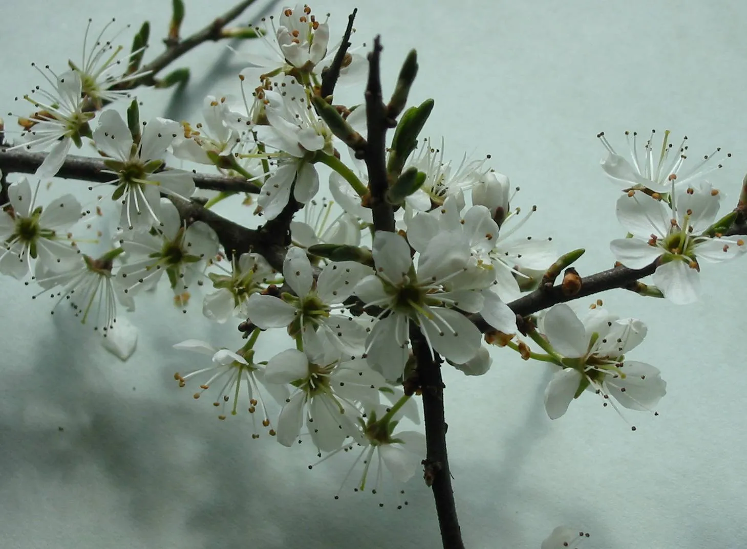 Blackthorn — photograph 4