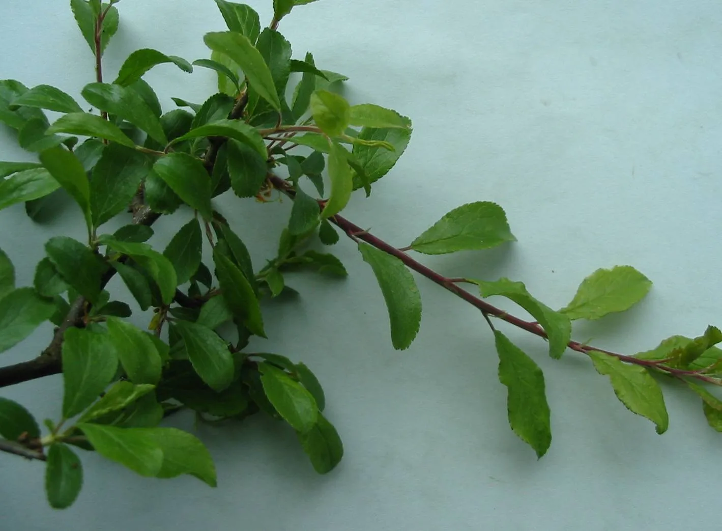 Blackthorn — photograph 5