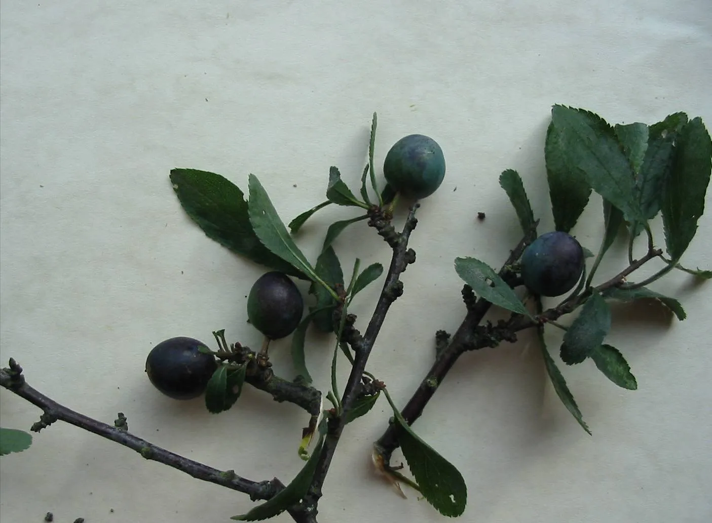 Blackthorn — photograph 6