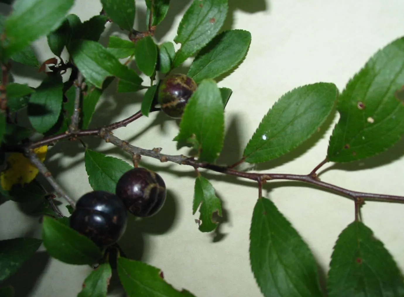Blackthorn — photograph 7