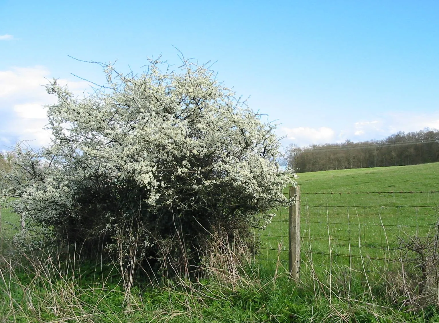 Blackthorn — photograph 8