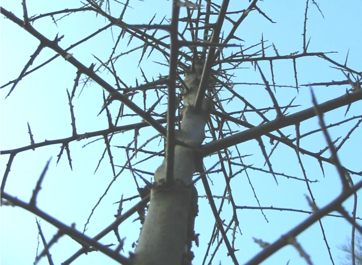 Blackthorn — photograph 9
