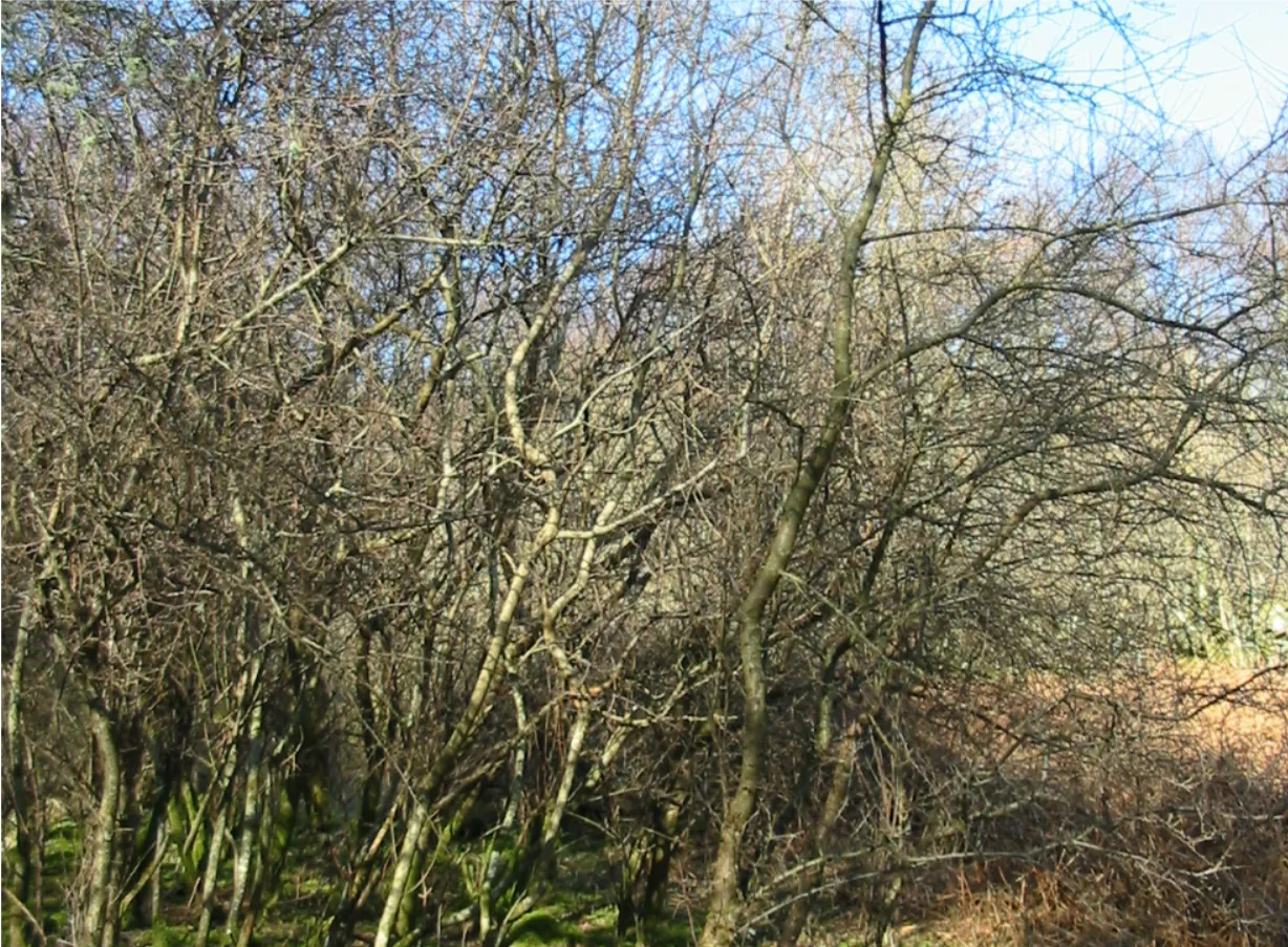 Blackthorn — photograph 10