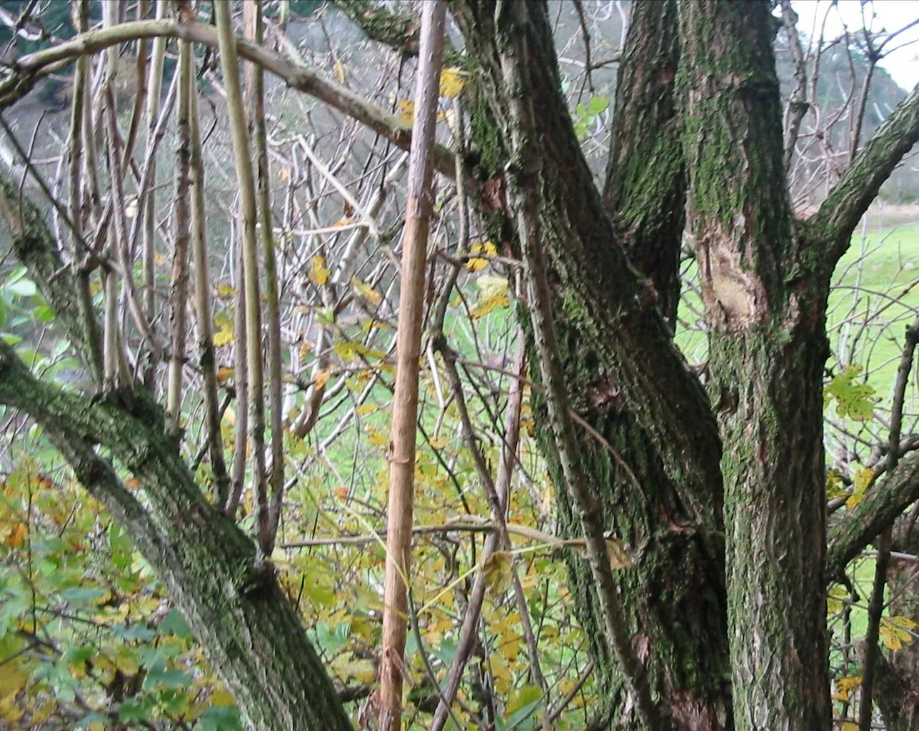 Elder — photograph 9