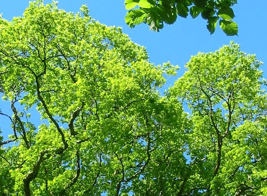 Elm