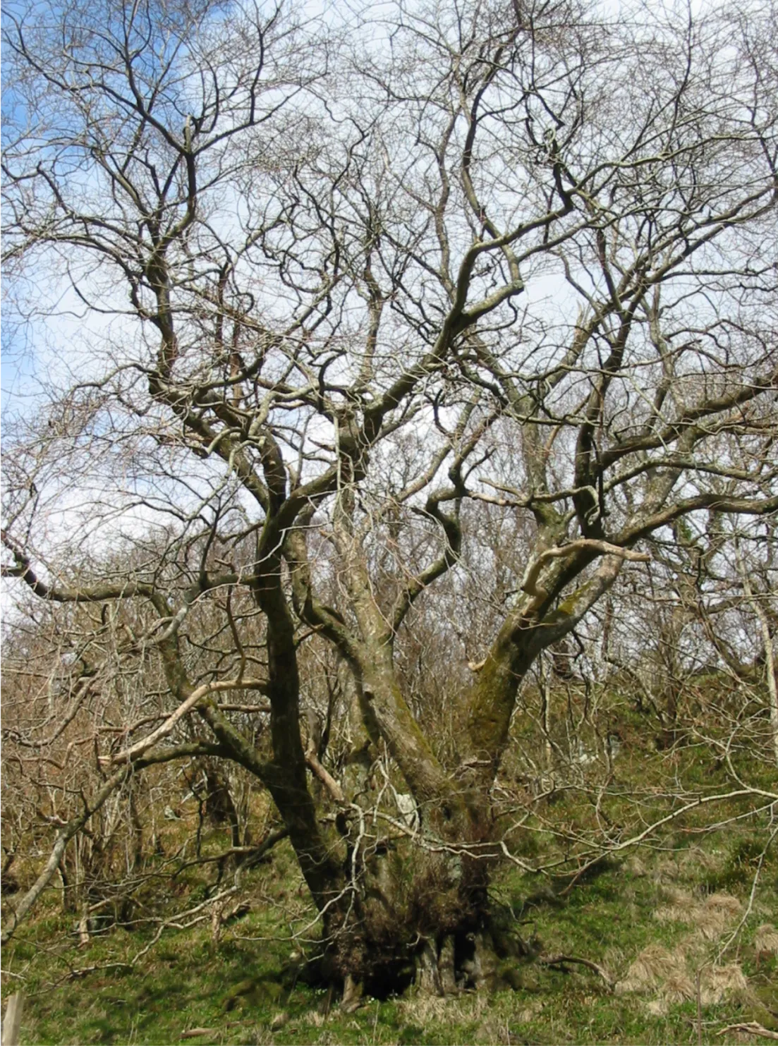 Elm — photograph 2