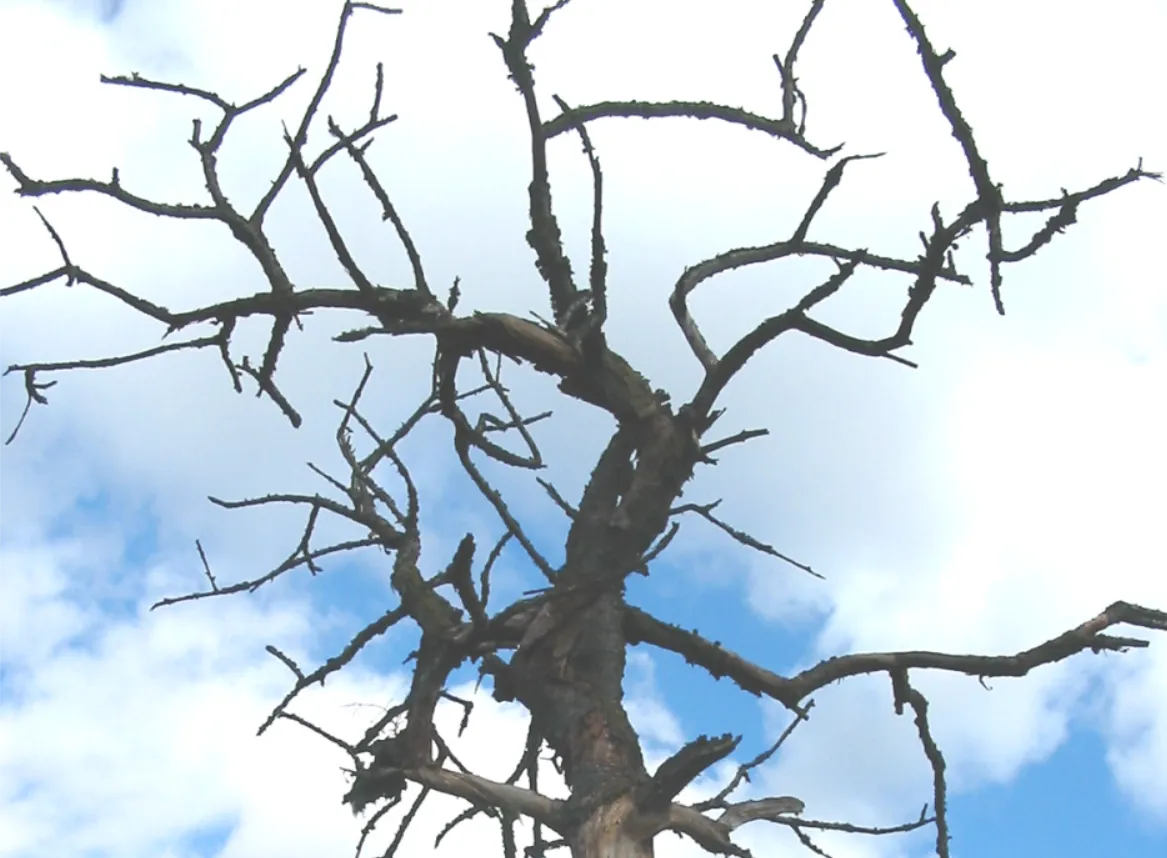 Elm — photograph 3