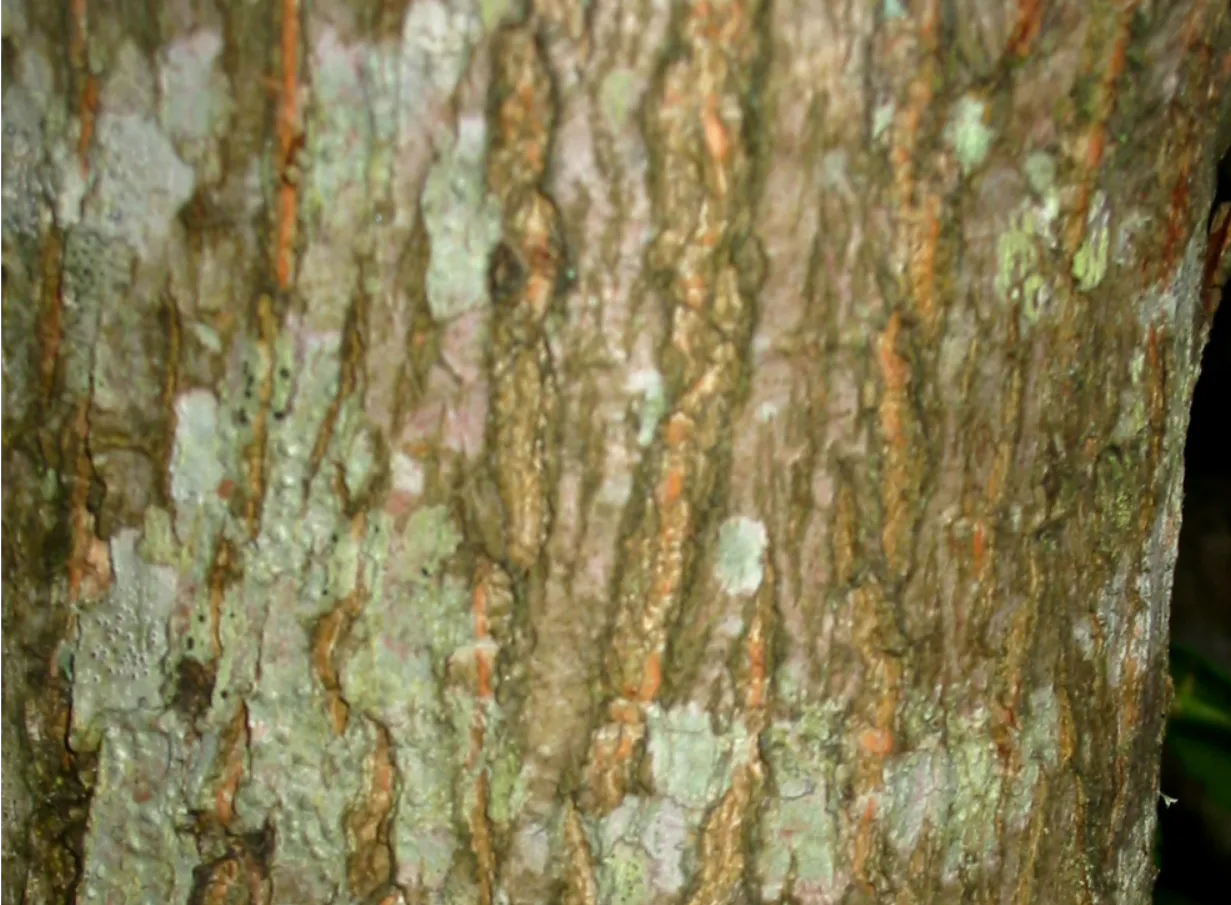 Elm — photograph 4
