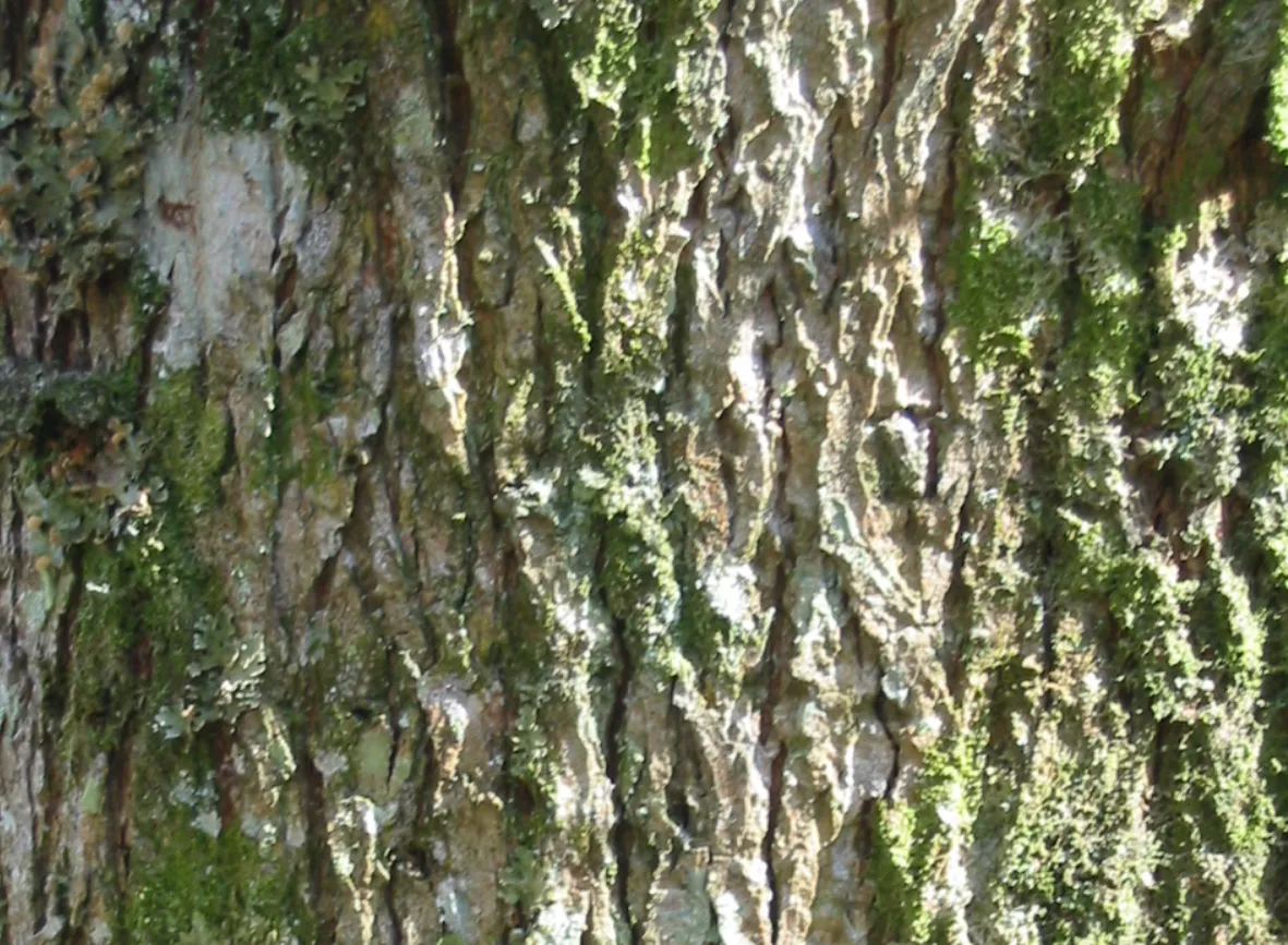 Elm — photograph 5