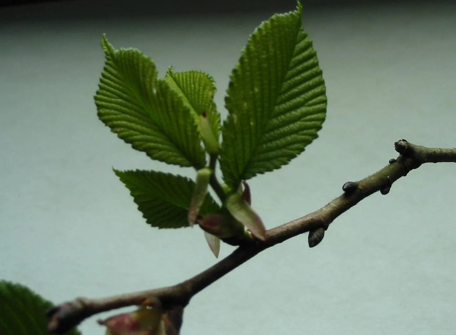 Elm — photograph 6