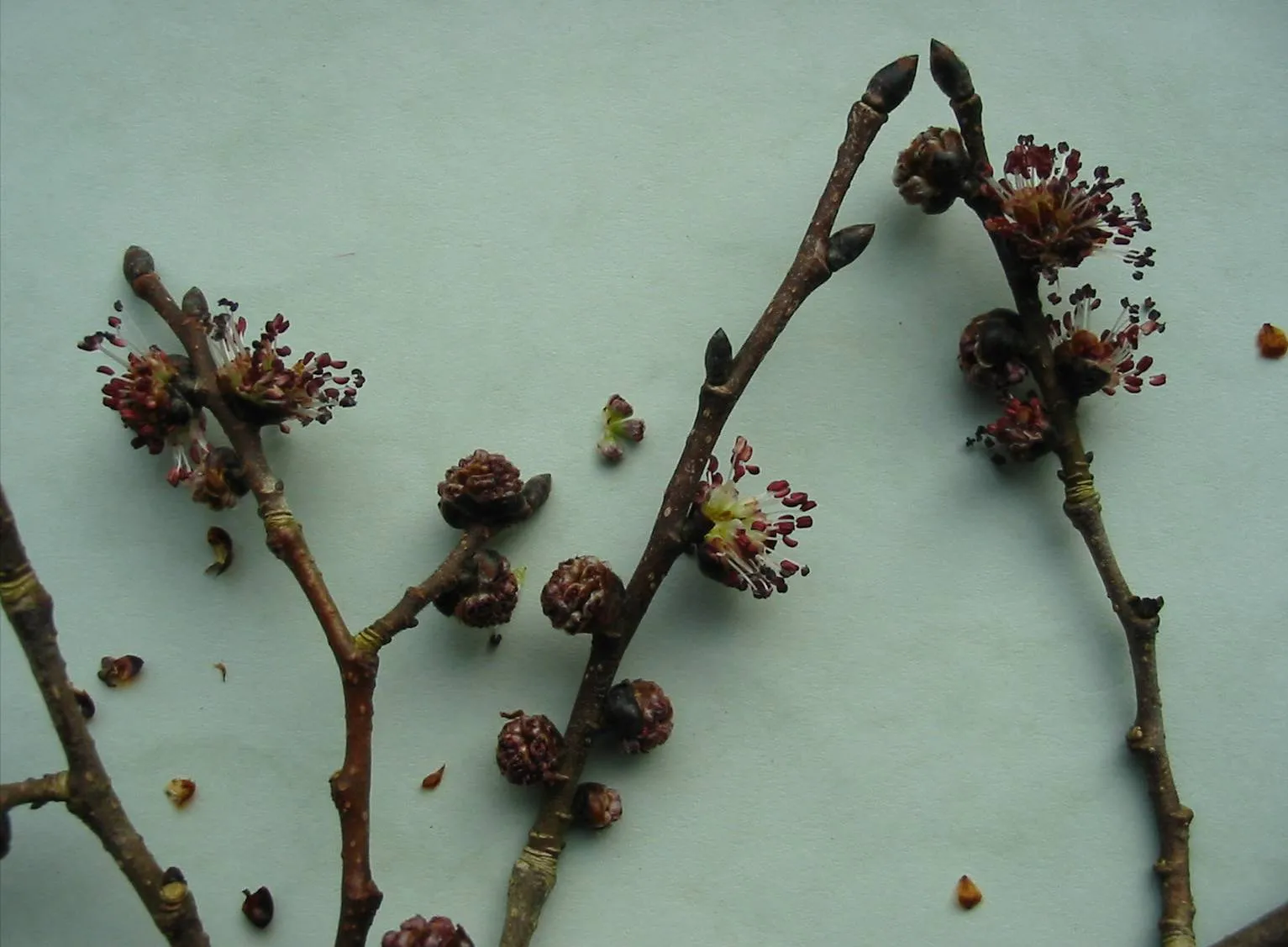 Elm — photograph 7