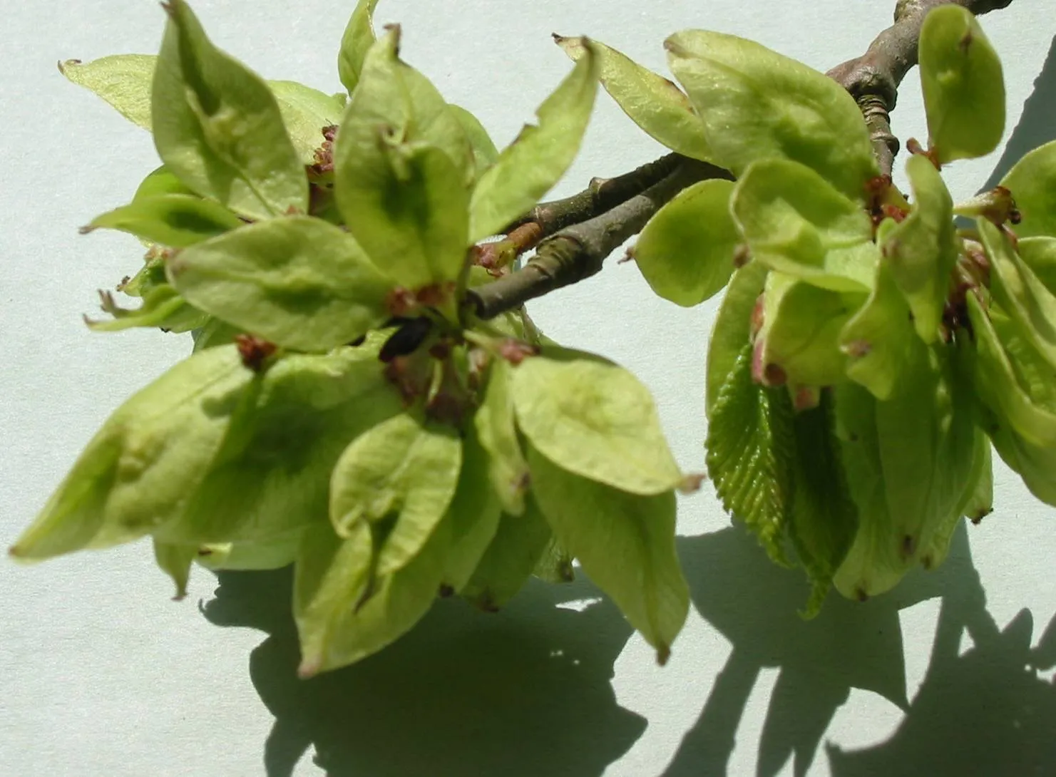 Elm — photograph 8