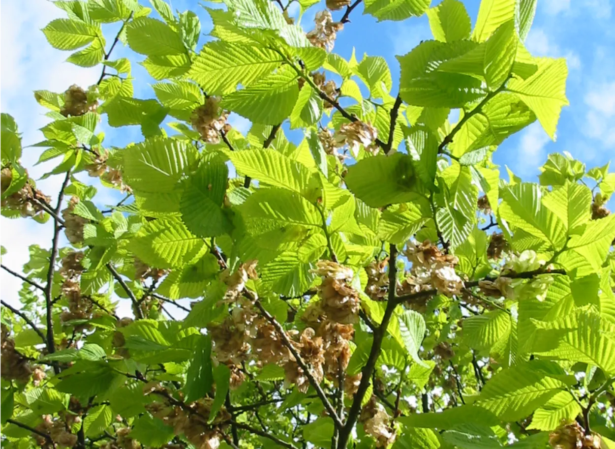 Elm — photograph 9