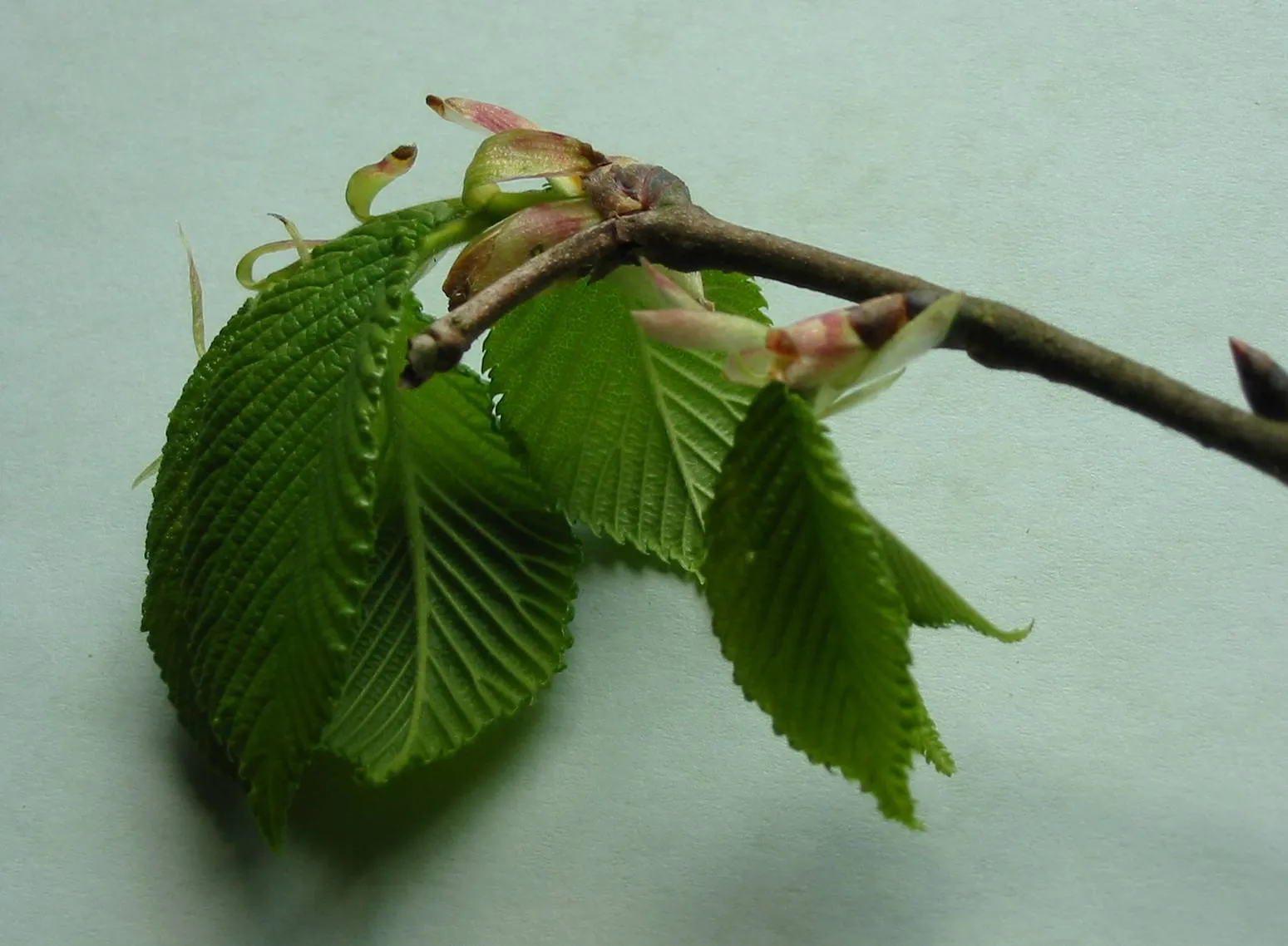 Elm — photograph 10