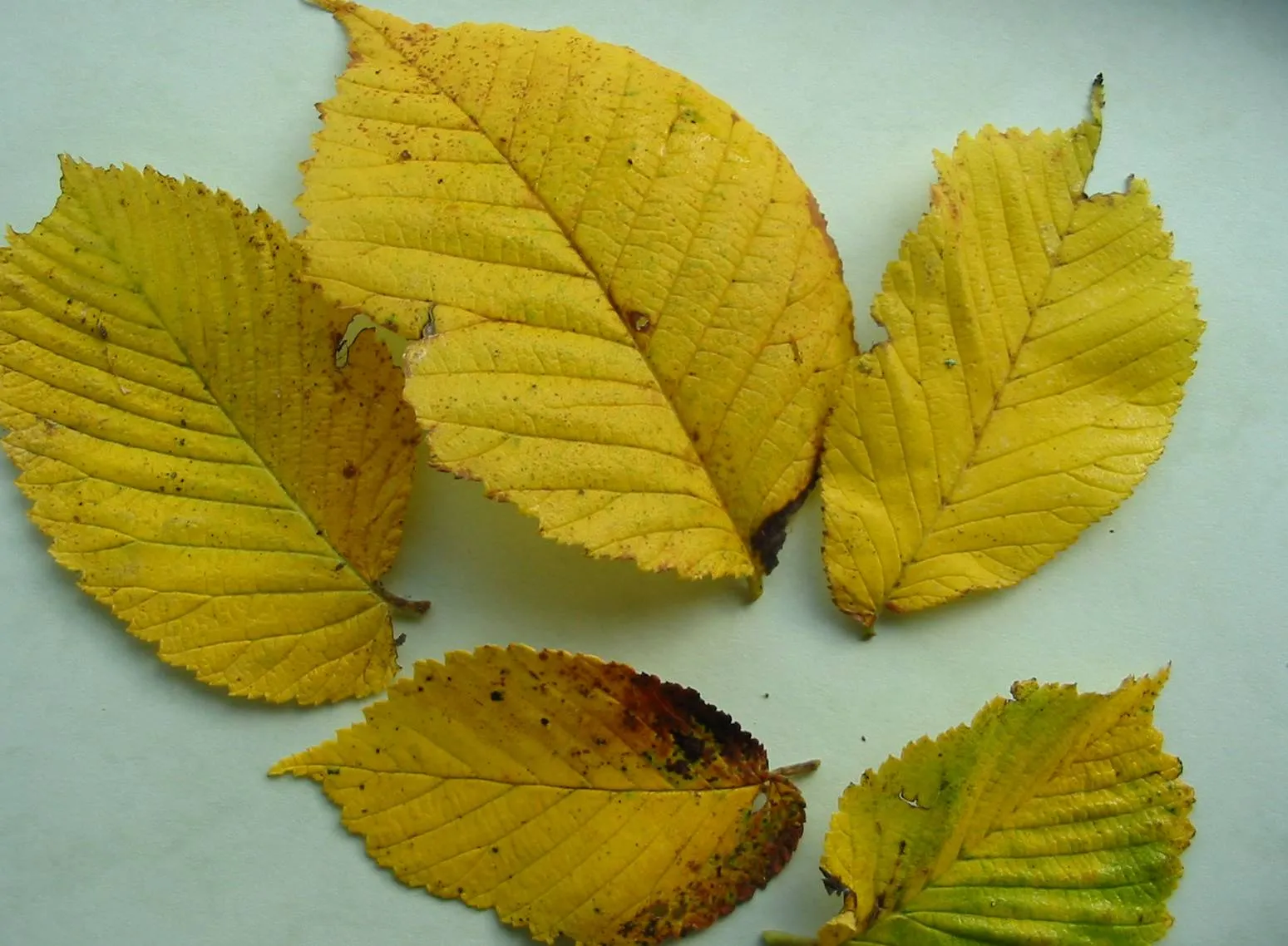 Elm — photograph 11