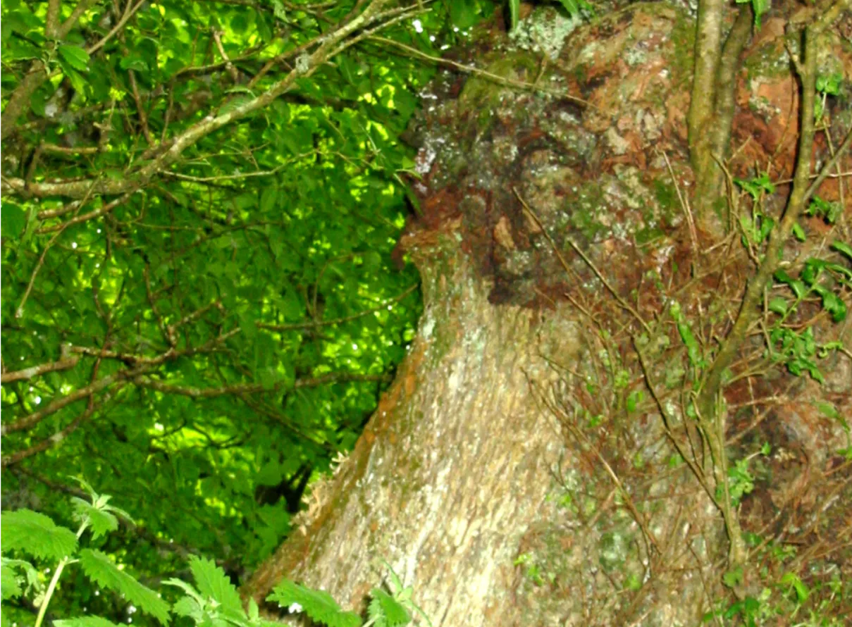 Elm — photograph 12