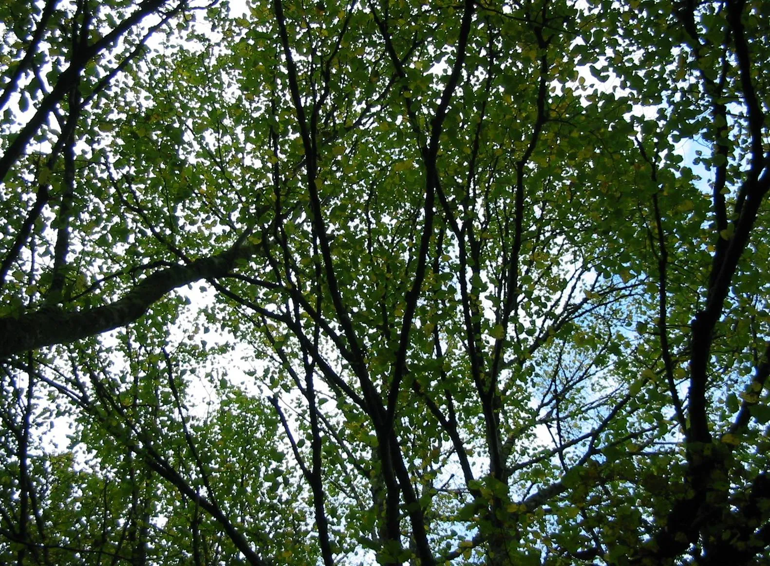 Elm — photograph 13