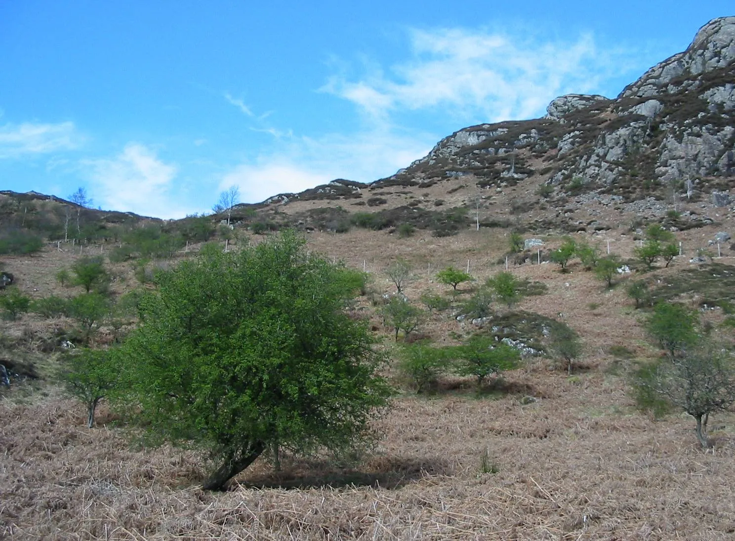 Hawthorn