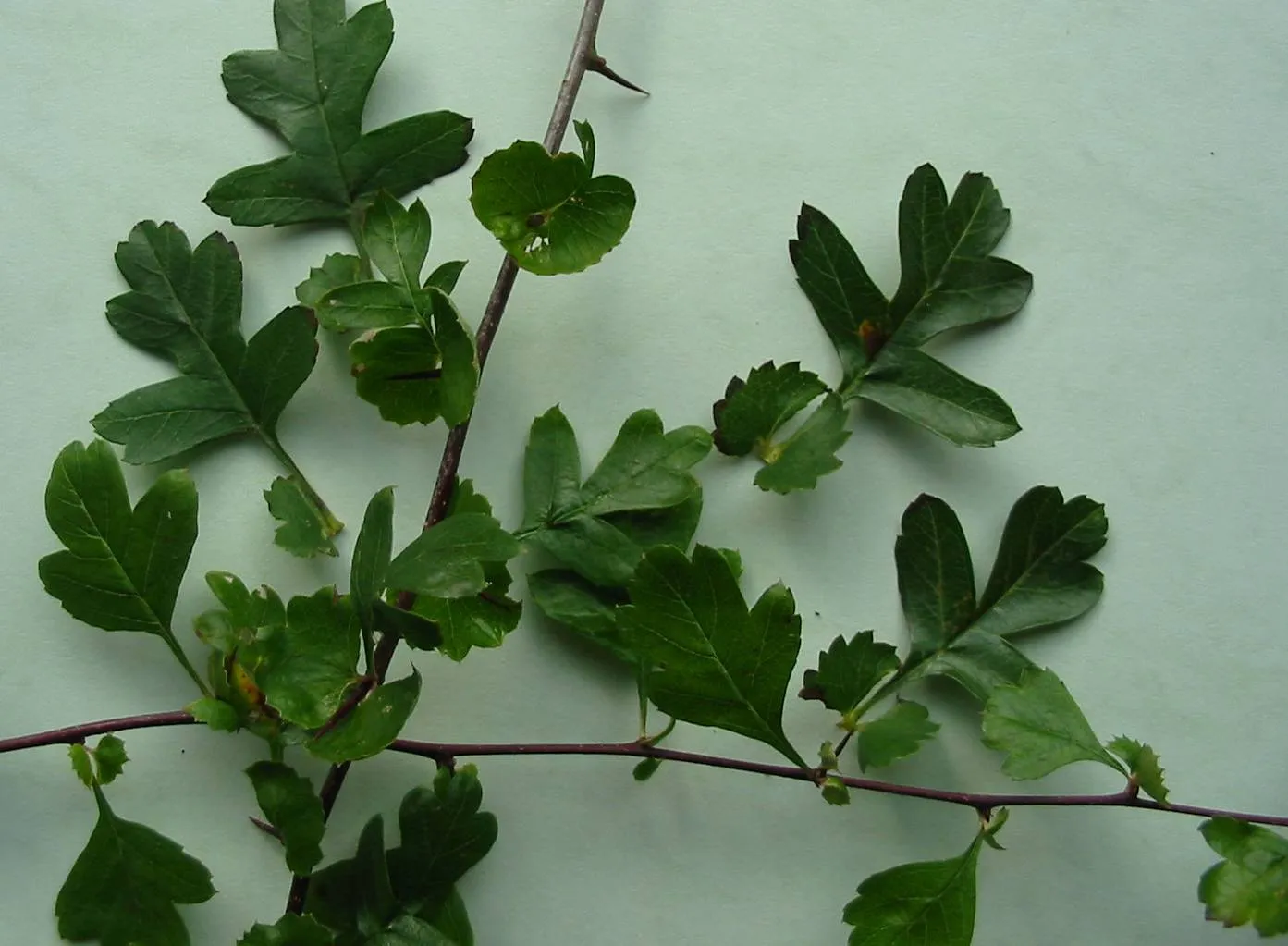 Hawthorn — photograph 2