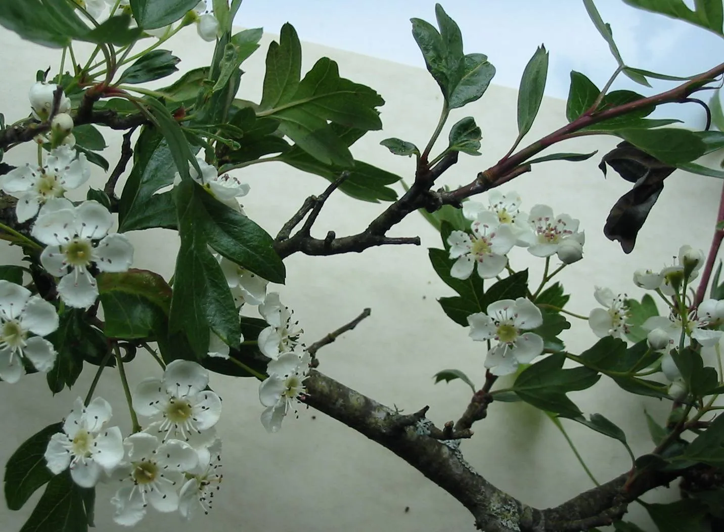 Hawthorn — photograph 3