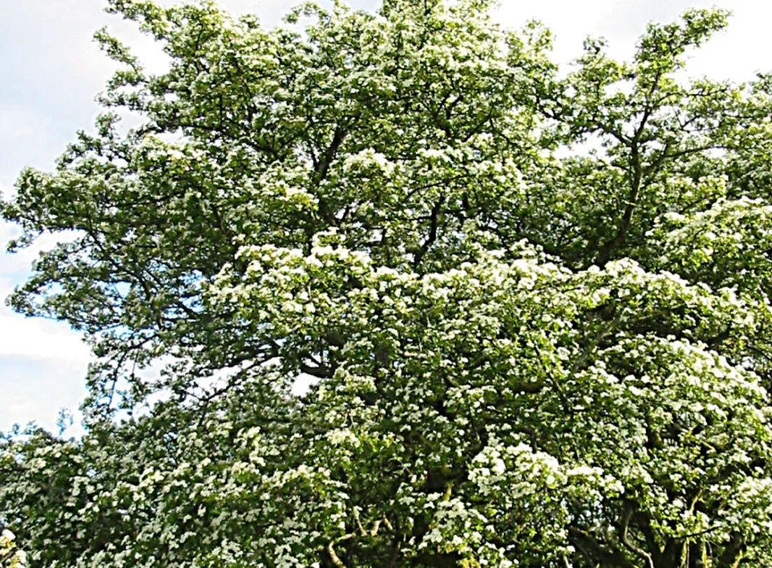Hawthorn — photograph 4