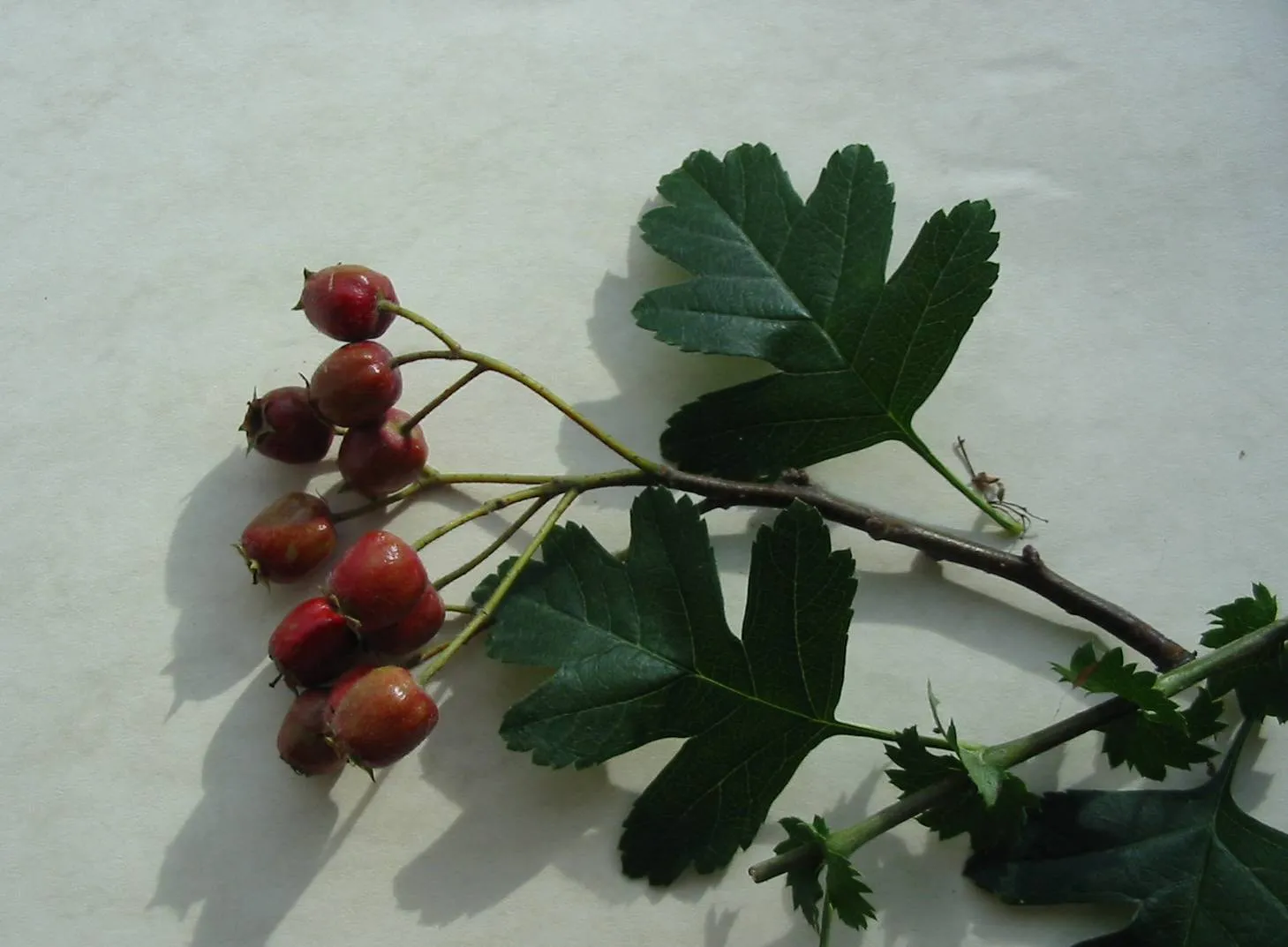 Hawthorn — photograph 5