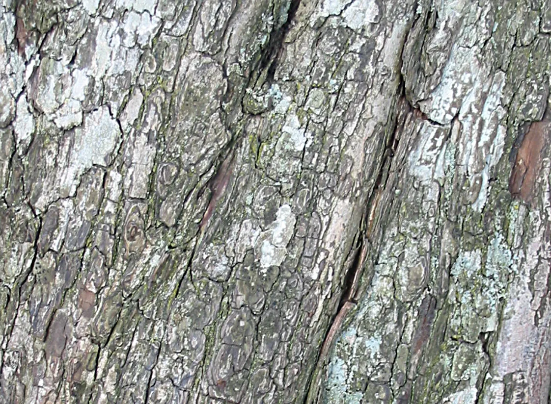 Hawthorn — photograph 6