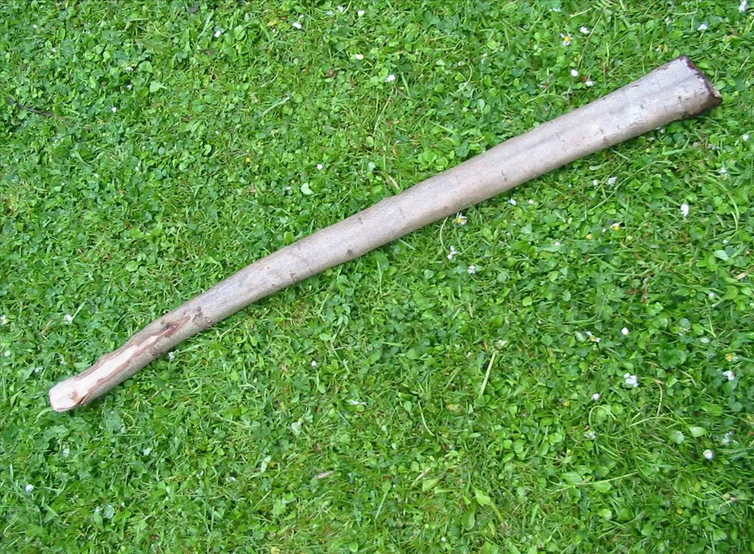 Hawthorn — photograph 7