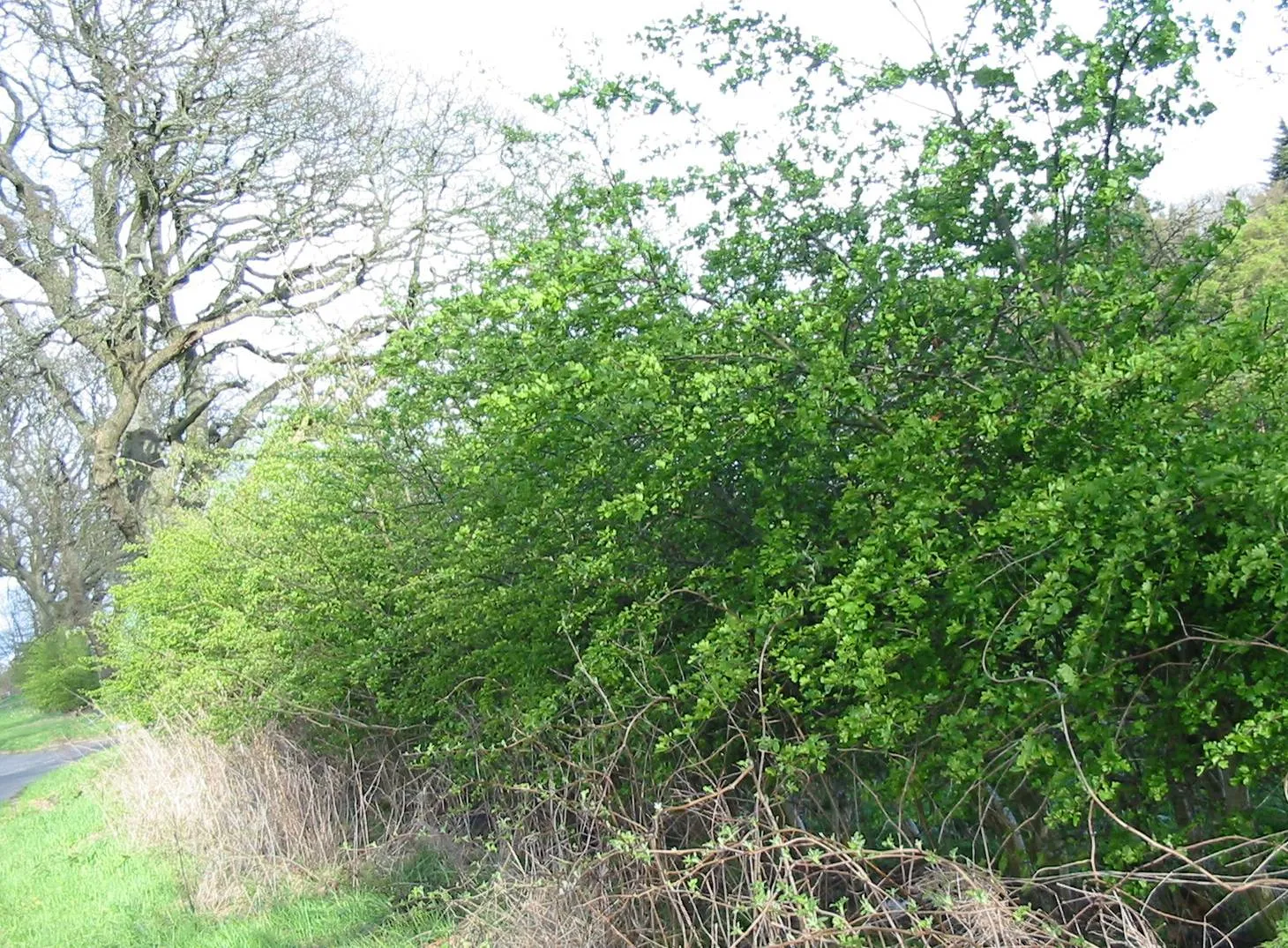 Hawthorn — photograph 8