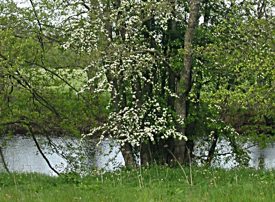 Hawthorn — photograph 9