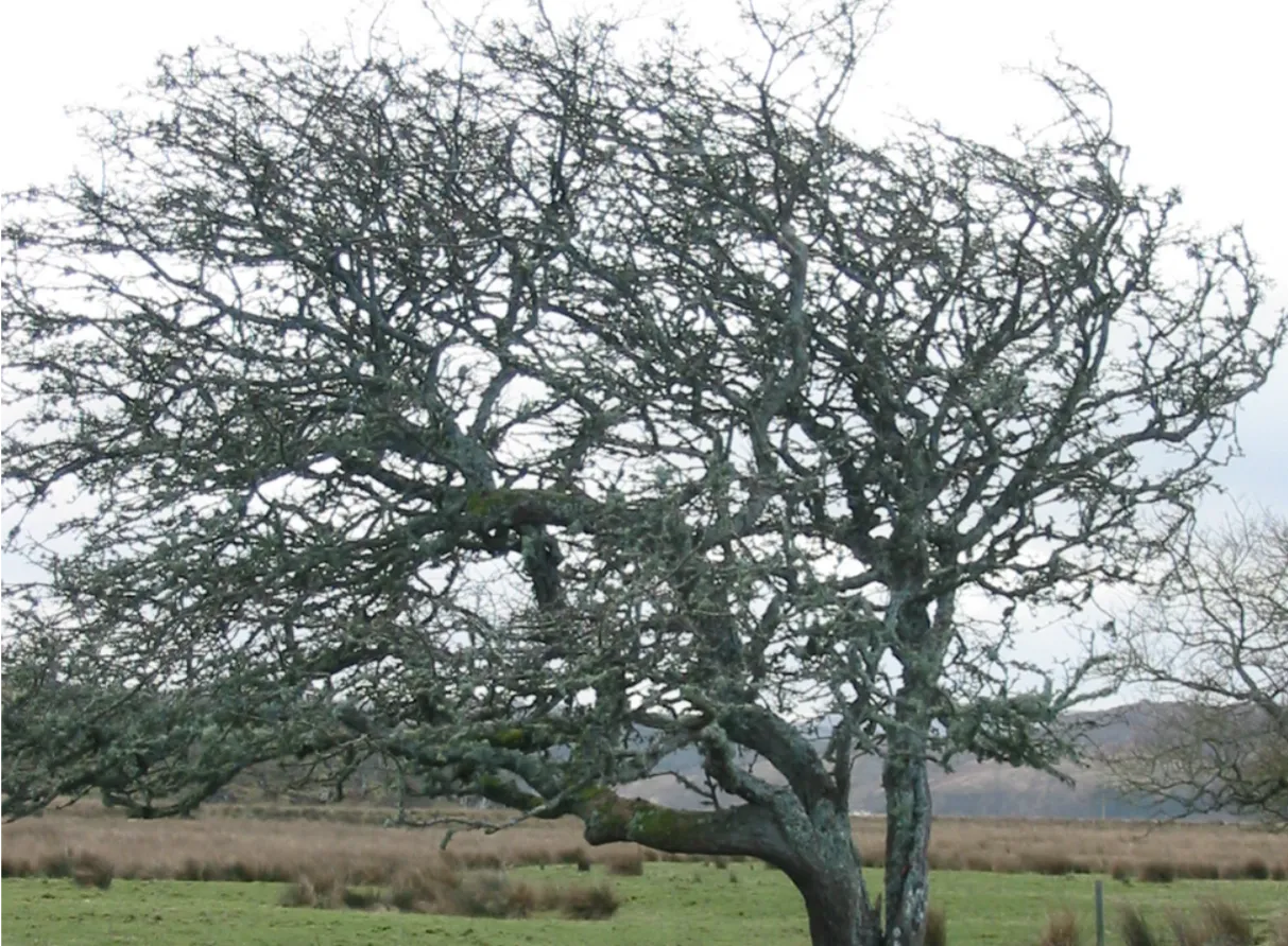 Hawthorn — photograph 10