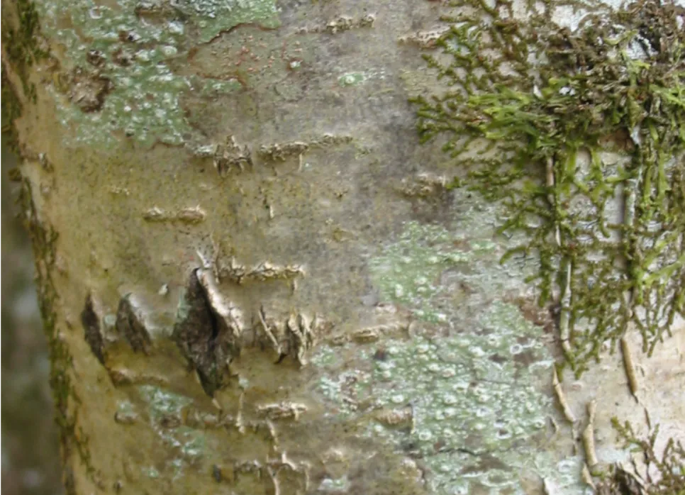 Hazel — photograph 4