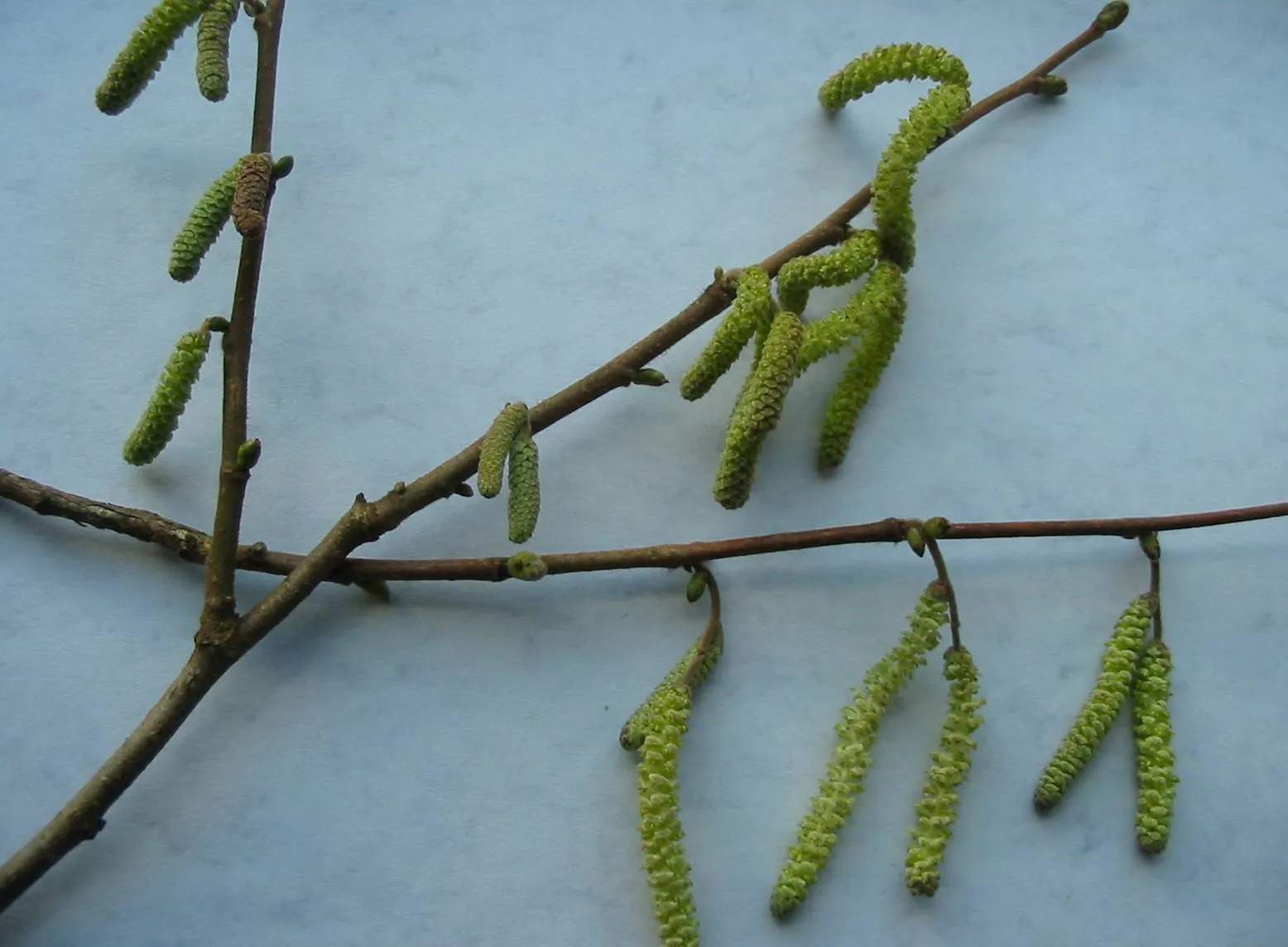 Hazel — photograph 7