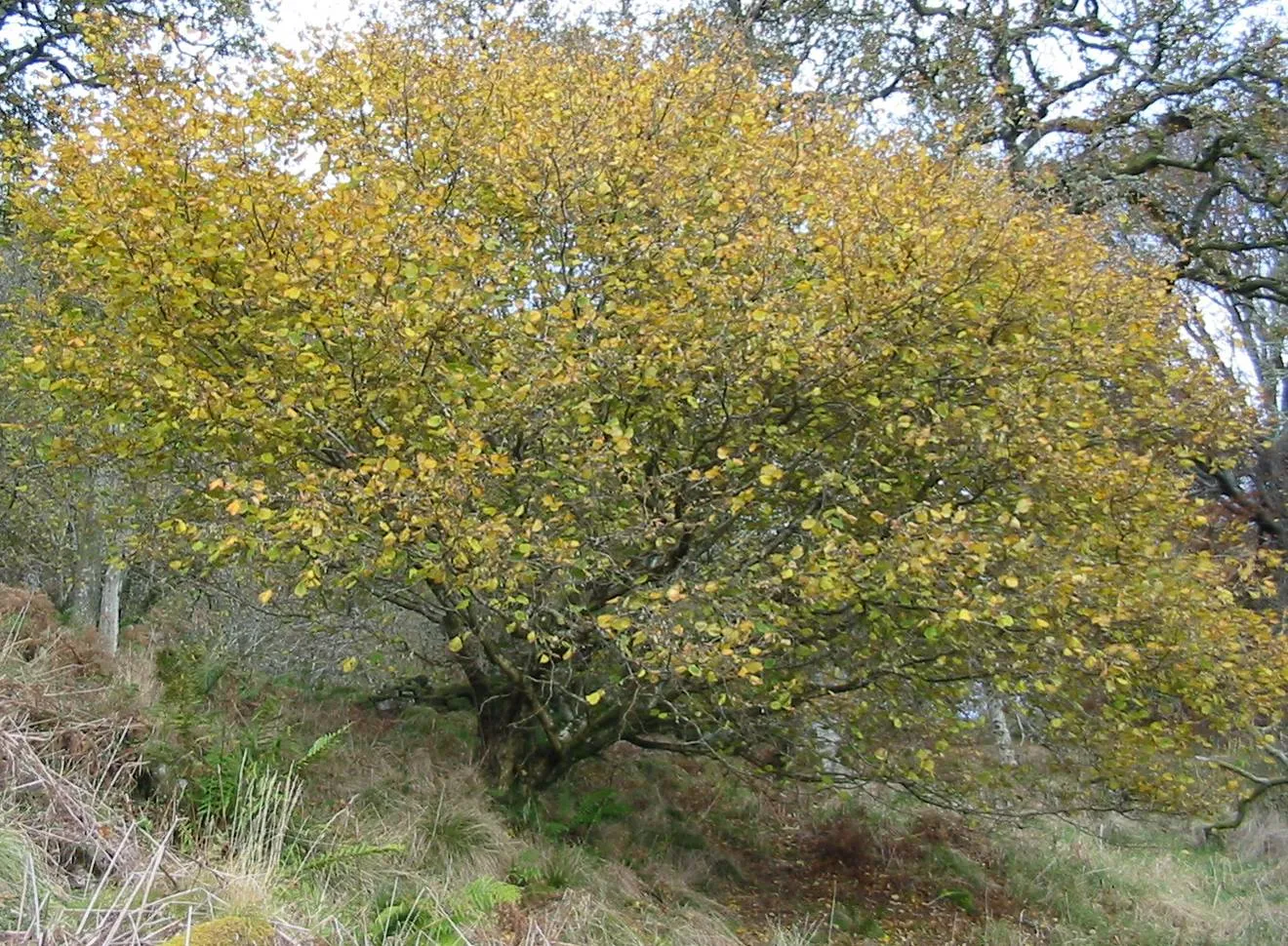 Hazel — photograph 11