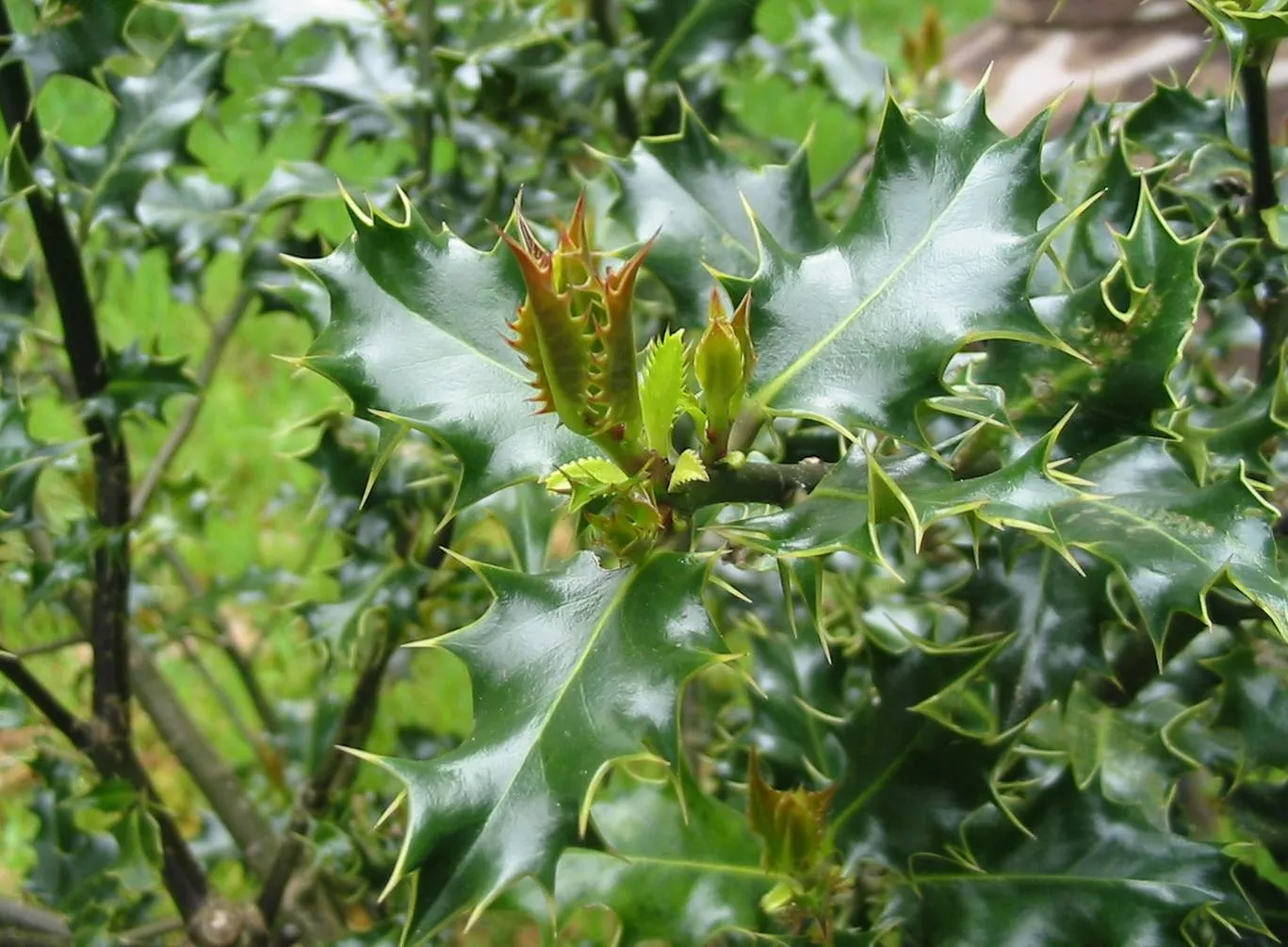 Holly