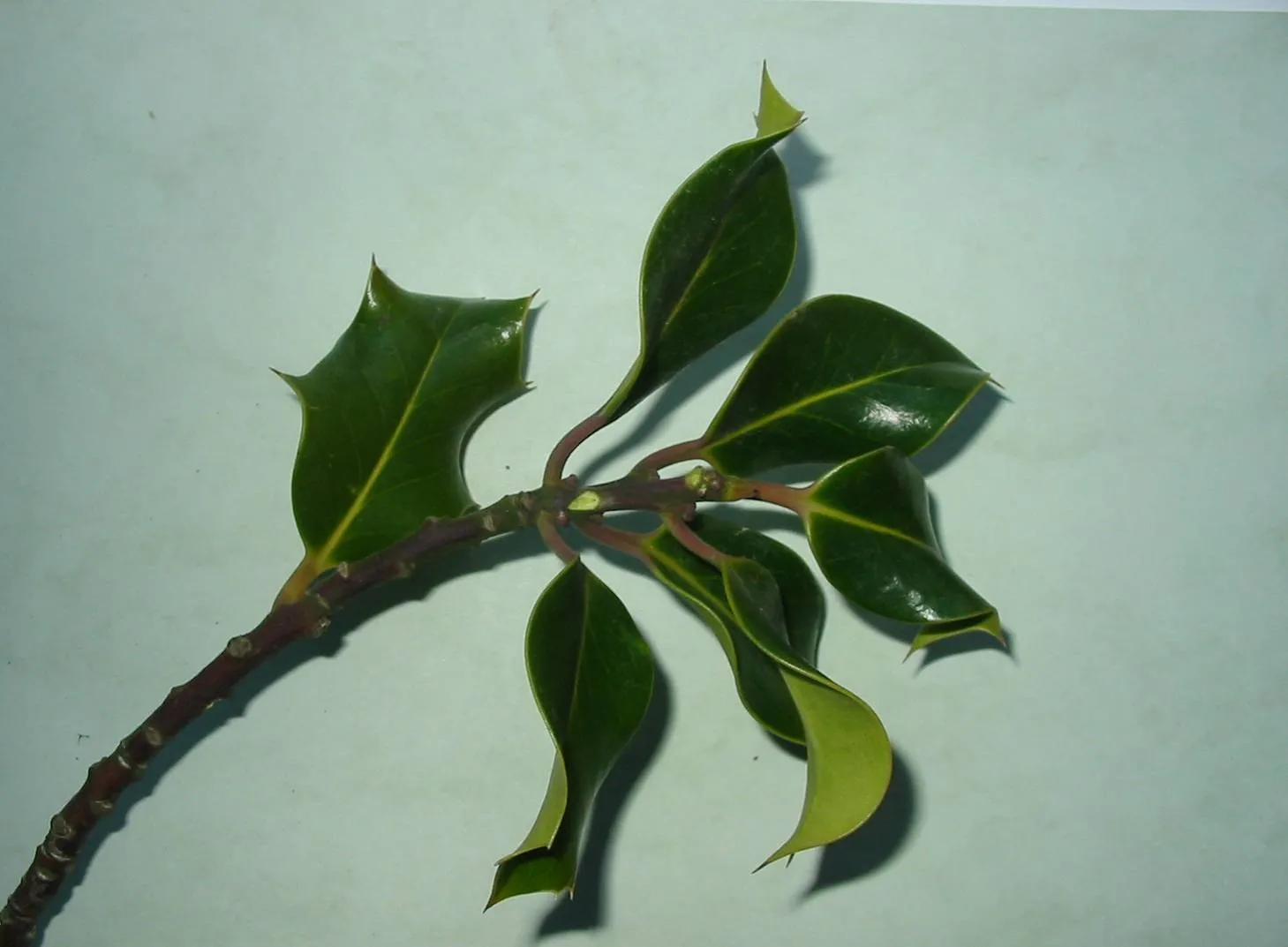 Holly — photograph 2