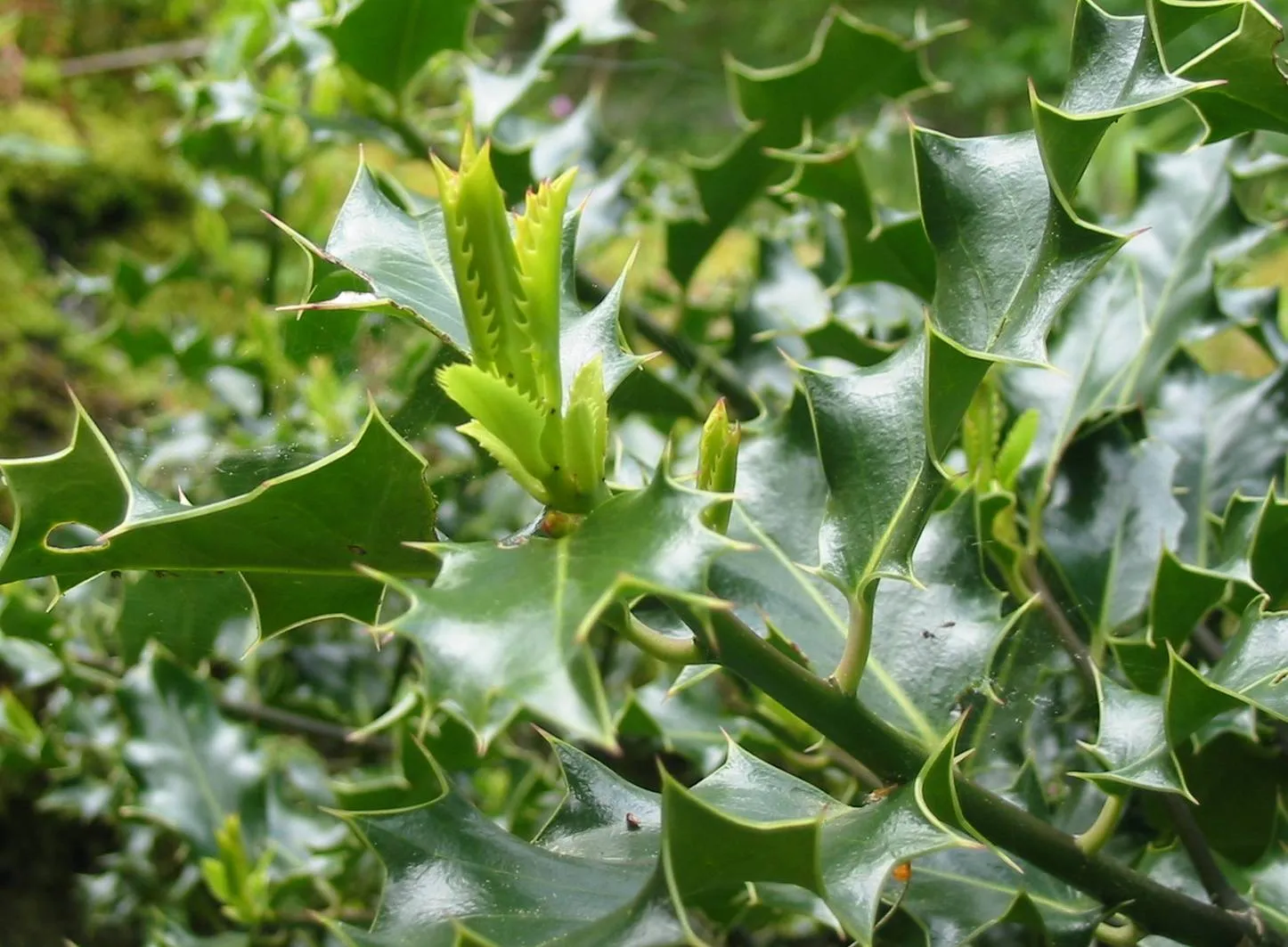 Holly — photograph 3