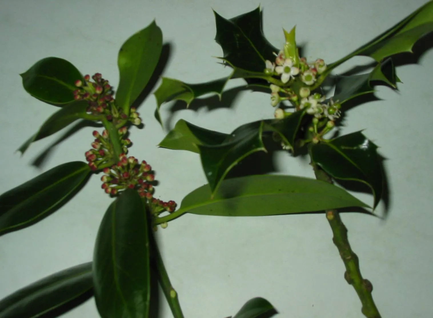 Holly — photograph 4