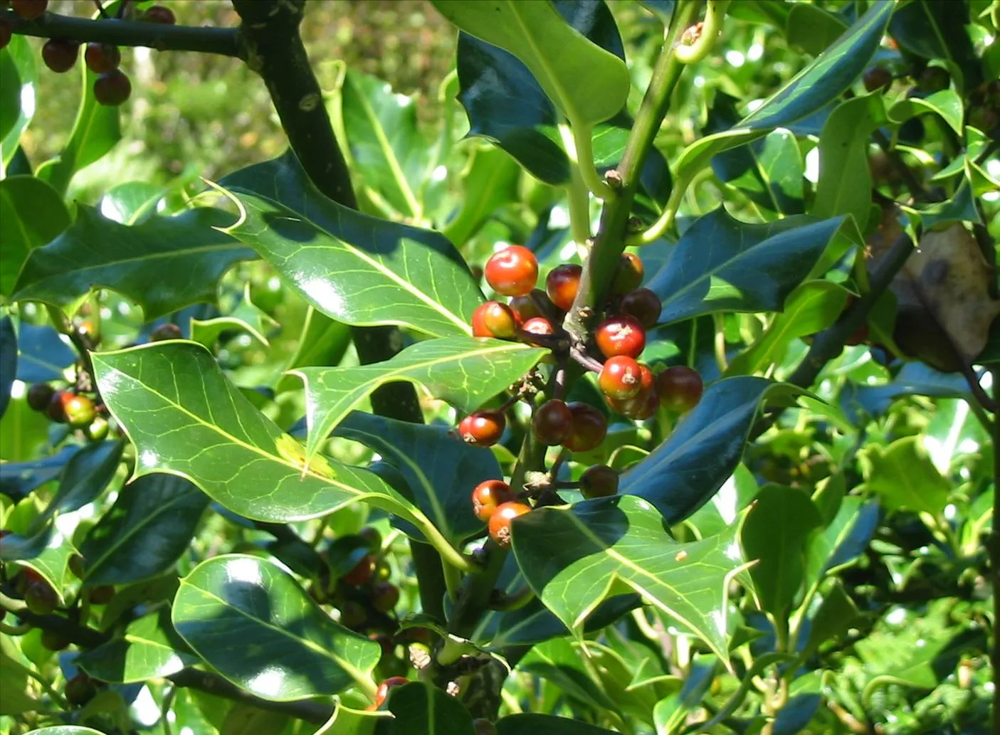 Holly — photograph 5