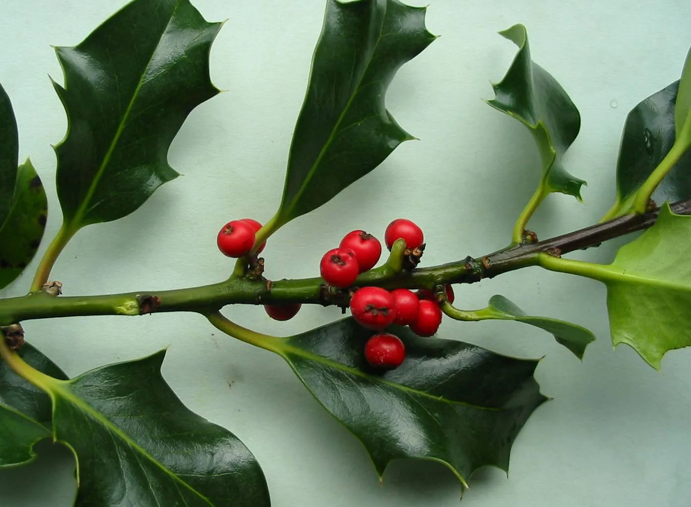 Holly — photograph 6