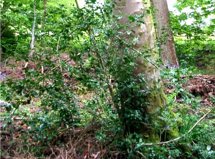Holly — photograph 7