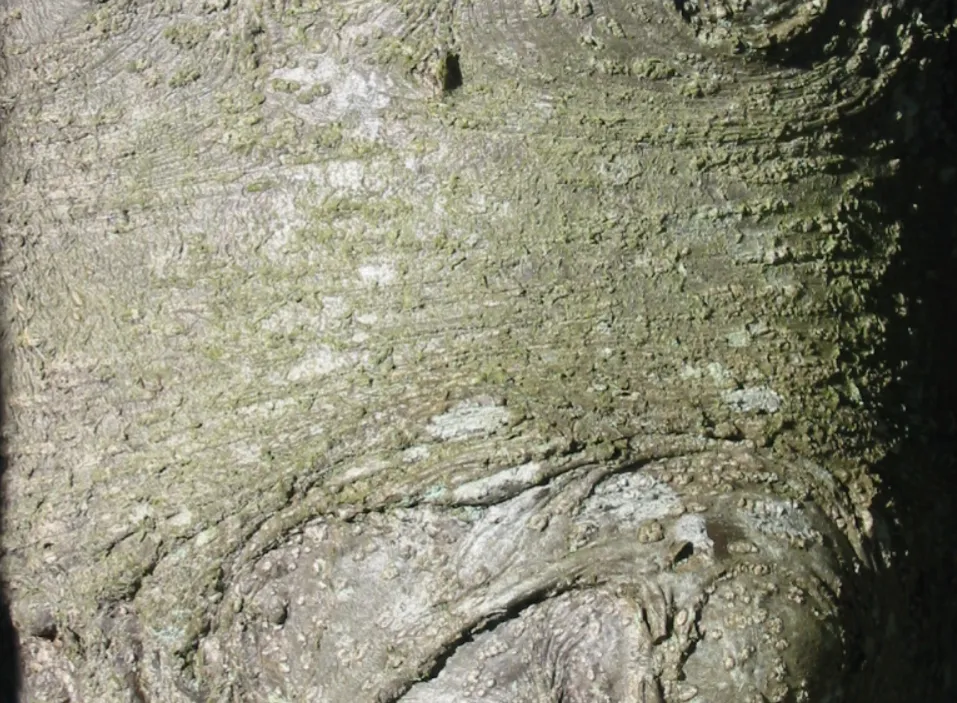 Holly — photograph 9