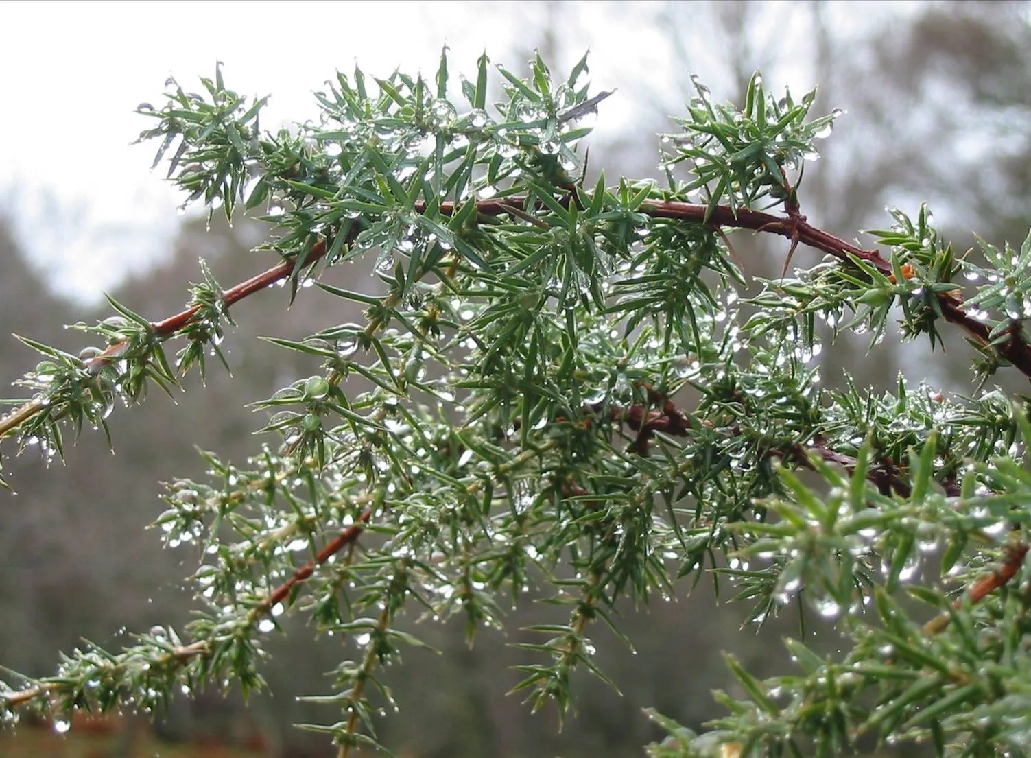 Juniper