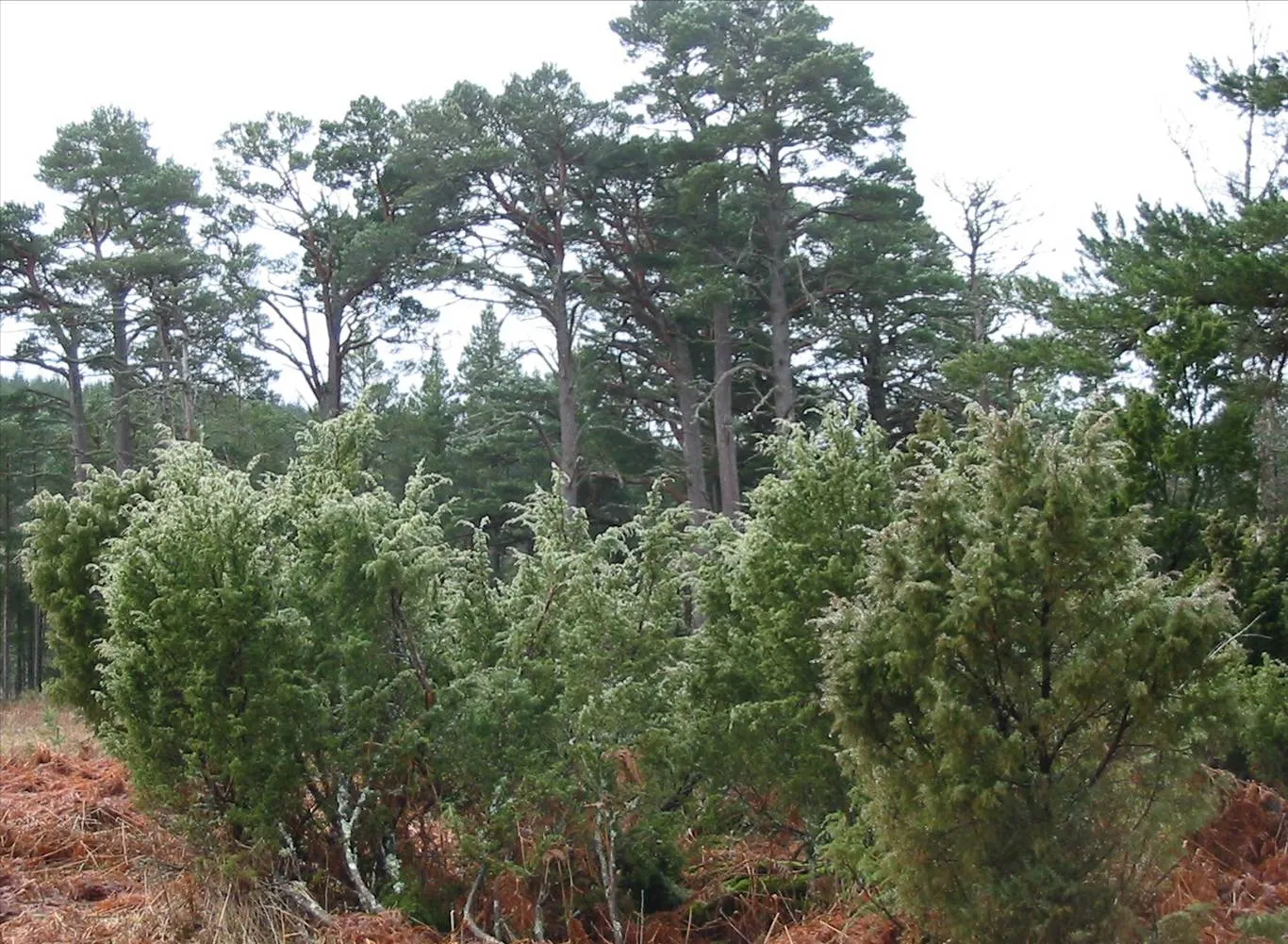 Juniper — photograph 3