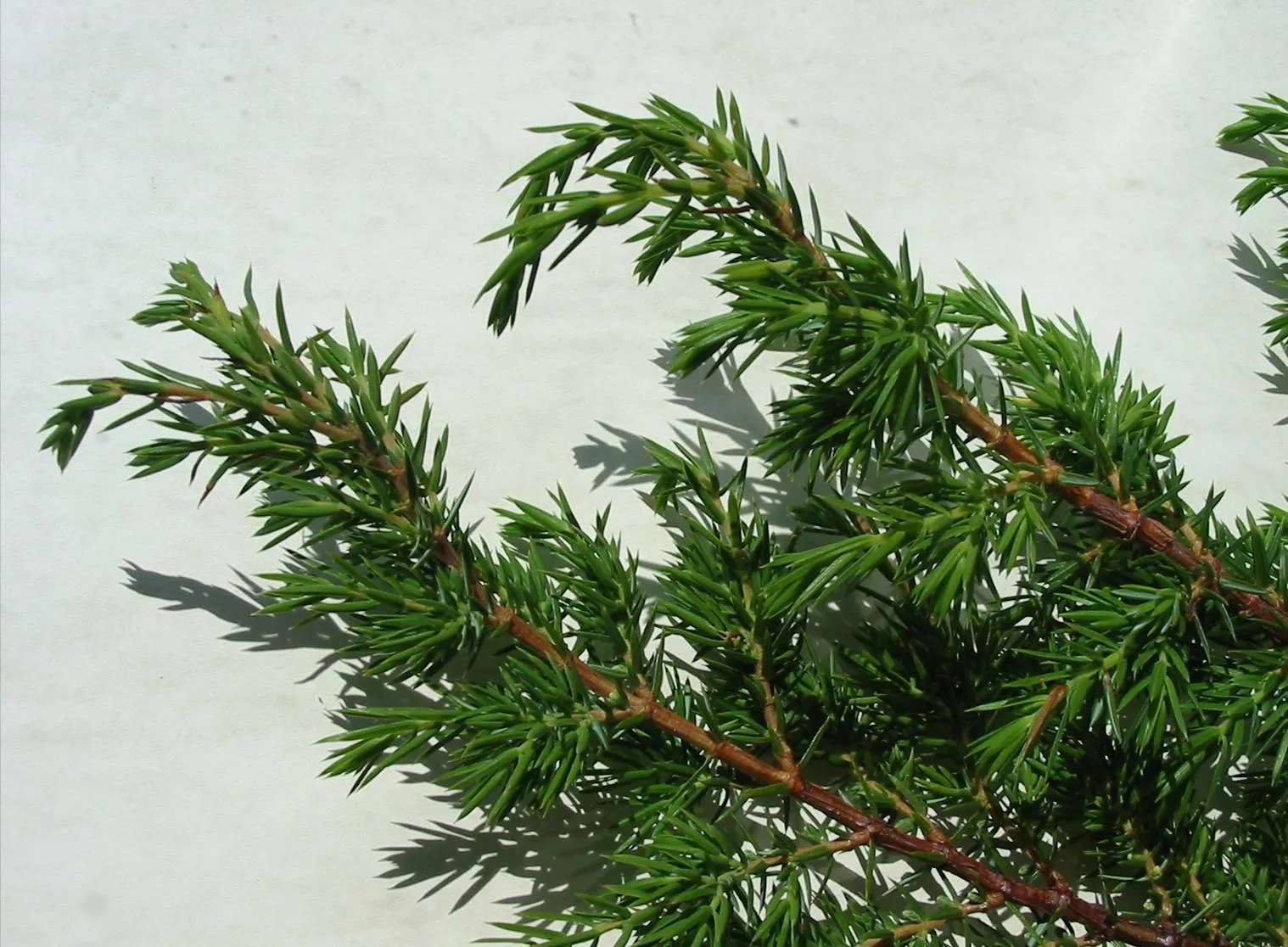 Juniper — photograph 4