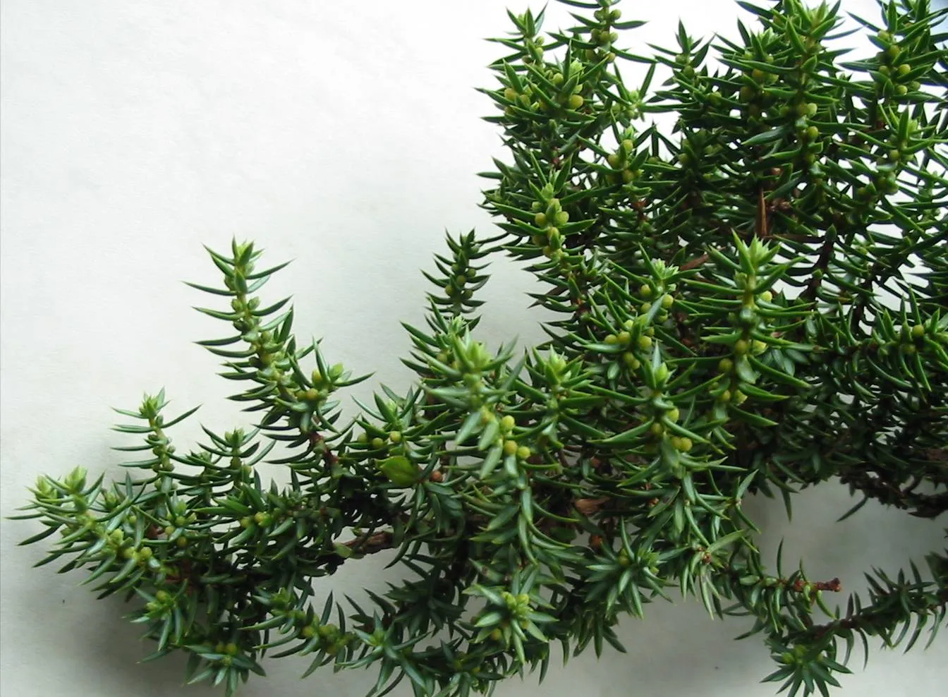 Juniper — photograph 5