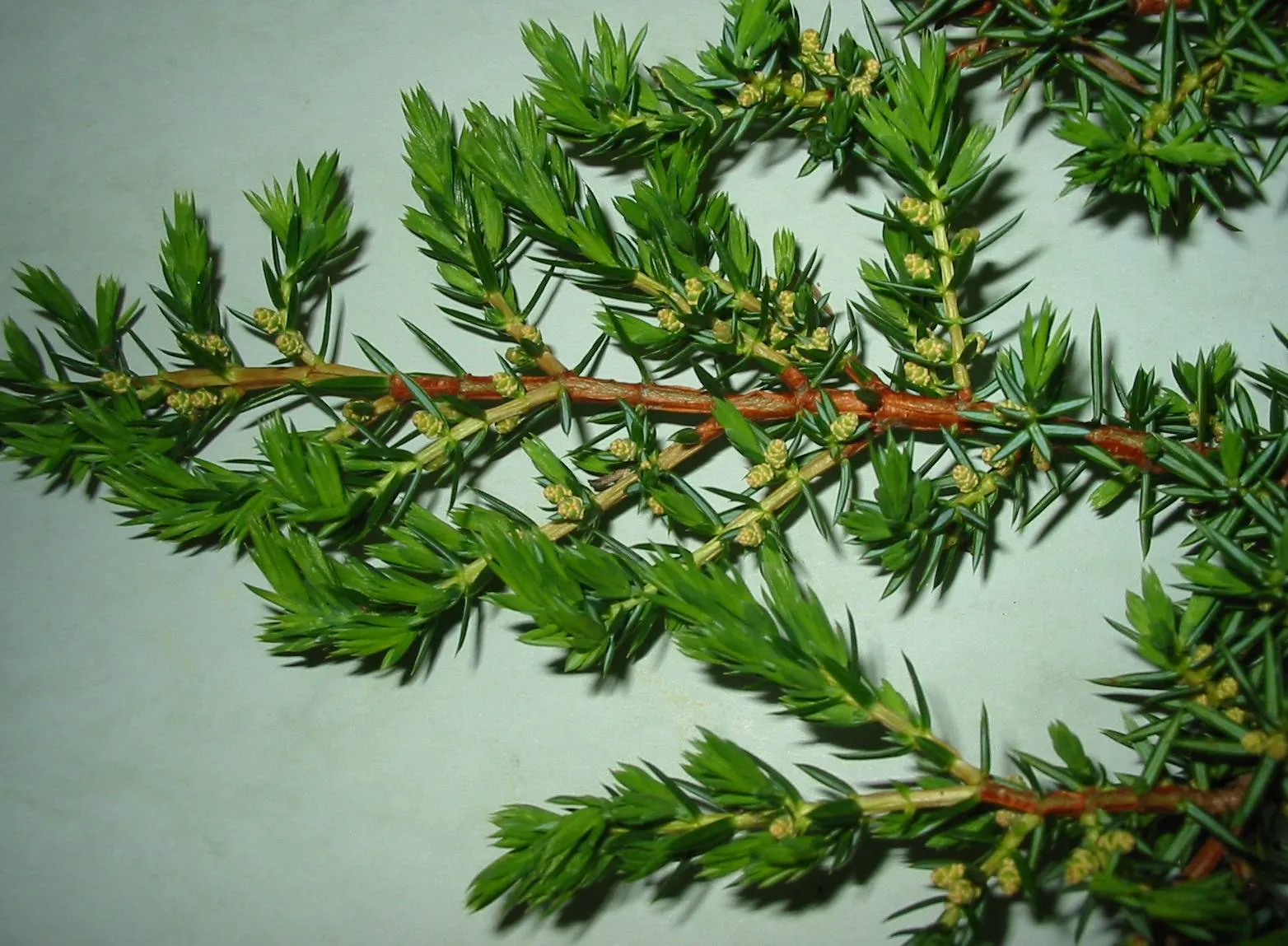 Juniper — photograph 6