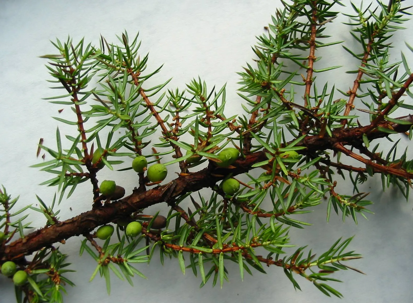 Juniper — photograph 7