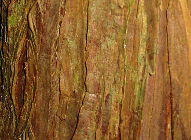 Juniper — photograph 8