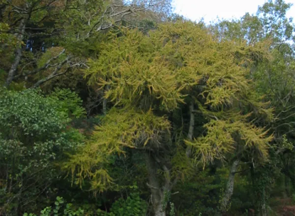 Larch